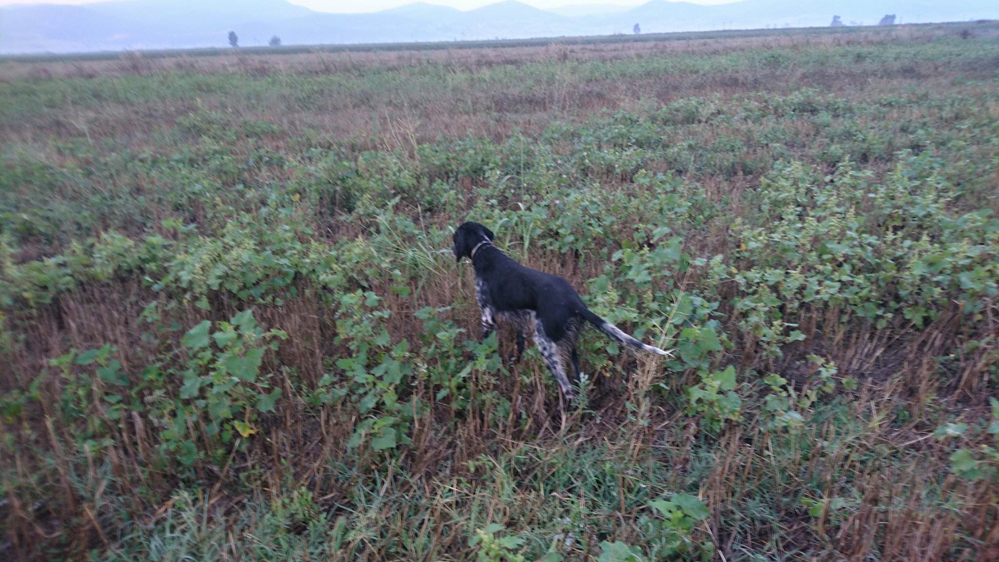 Cyprus Hunting Magazine Εγκατάλειψη σκύλων και οι καραδοκούντες. Τα